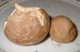 Amanita dulciarii image