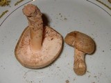 Amanita dulciarii image