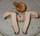 Amanita dulciarii image