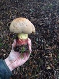 Boletus rubripes image