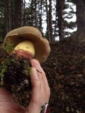 Boletus rubripes image