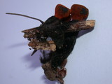 Plectania melastoma image