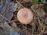 Lactarius vinaceorufescens image