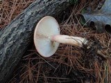 Lactarius vinaceorufescens image