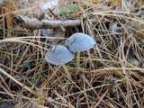 Mycena griseoviridis image