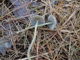 Mycena griseoviridis image