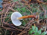 Hypholoma capnoides image