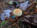 Hypholoma capnoides image