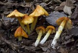 Hygrocybe acutoconica image