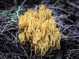Phaeoclavulina myceliosa image