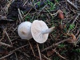 Hygrophorus odoratus image