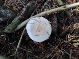 Hygrophorus odoratus image