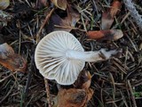 Hygrophorus odoratus image