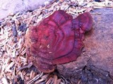 Ganoderma polychromum image