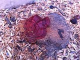 Ganoderma polychromum image