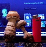 Amanita persicina image