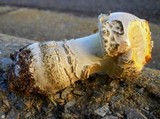 Amanita persicina image