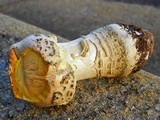 Amanita persicina image