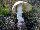 Amanita persicina image