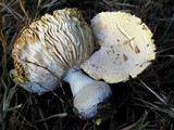 Amanita persicina image