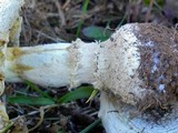 Amanita persicina image