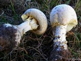 Amanita persicina image