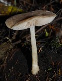 Pluteus readiarum image