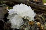 Tremella fuciformis image
