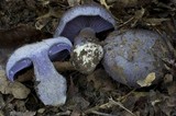 Cortinarius velicopia image