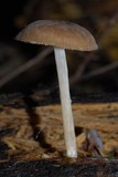 Pluteus readiarum image