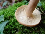 Lactarius quietus image