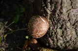 Lentinula edodes image