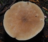Pluteus readiarum image