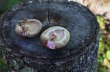 Lentinula edodes image
