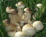 Macrocybe titans image