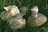 Macrocybe titans image