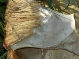 Macrocybe titans image