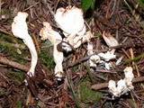 Clavulina rugosa image