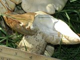 Macrocybe titans image