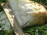 Macrocybe titans image