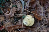 Hygrophorus flavodiscus image