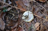 Hygrophorus flavodiscus image