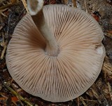 Pluteus readiarum image