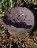 Calvatia cyathiformis image