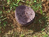 Calvatia cyathiformis image
