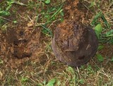 Calvatia cyathiformis image