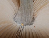 Pluteus readiarum image