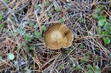 Coltricia perennis image