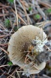 Coltricia perennis image