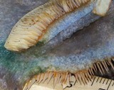 Lactarius paradoxus image